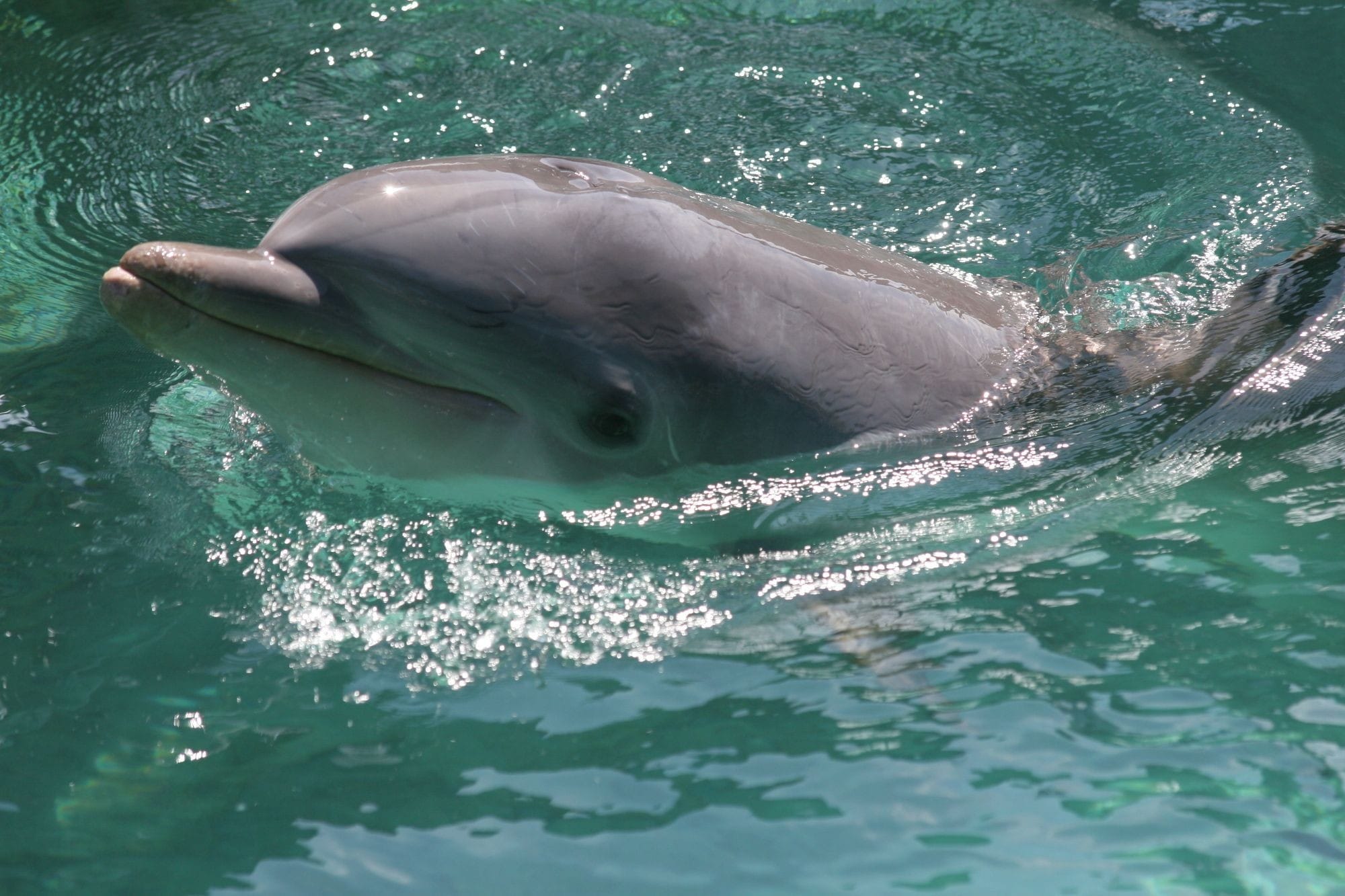 Dolphin Head Above The Water